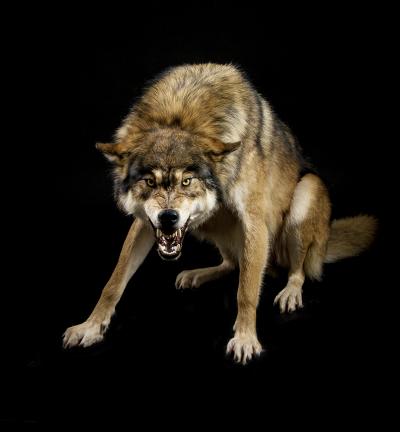 Волк