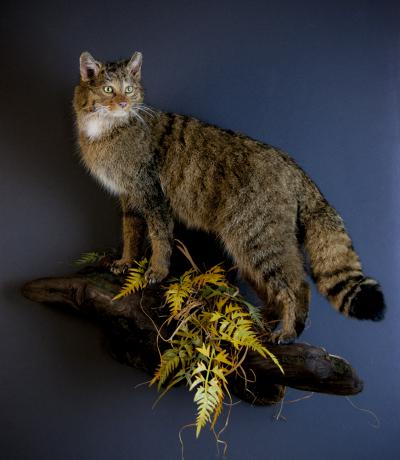 лесной кот 