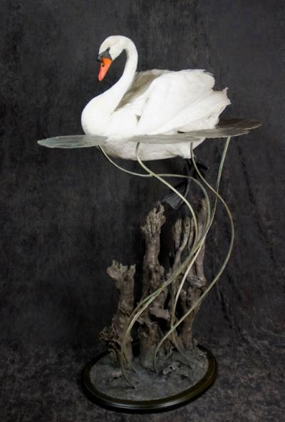 Лебедь шипун. Напольная композиция.