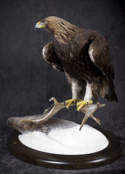 Беркут