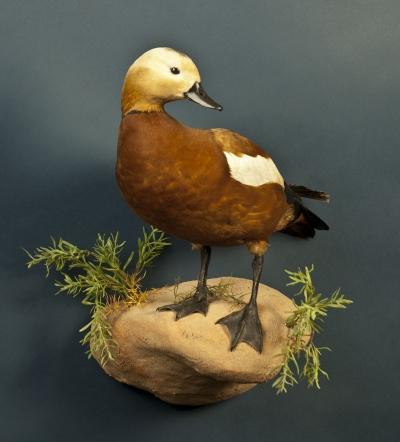 Огарь (Tadorna ferruginea)