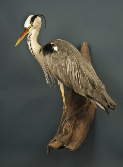 Цапля серая (Ardea cinerea)