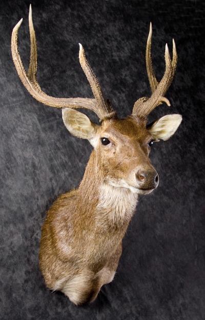Олень руса (Rusa Deer)